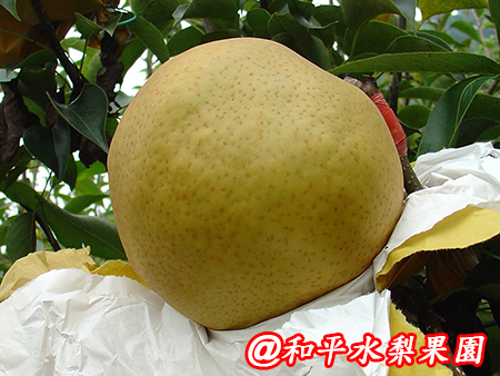 愛宕梨 禮盒 7級6粒裝 頂級水梨宅配 水梨產季 1 2月 水梨產期 水梨價格 高貴碩大 水梨團購 水梨果園 過年水梨禮盒 水梨果園 水梨產地 和平 個人賣場 Pchome商店街 愛宕梨 禮盒 7級6粒裝 頂級水梨宅配 水梨產季 1 2月 水梨產期 水梨價格 高貴碩大 水梨團購 水梨果園 過年水梨禮盒 水梨果園 水梨產地 和平 個人賣場 Pchome商店街