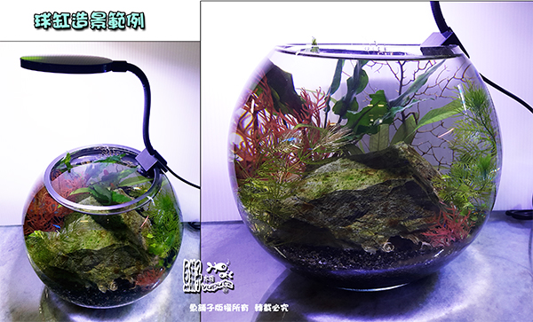 魚舖子 磨口圓球缸 8吋款 便宜賣 Pchome商店街 台灣no 1 網路開店平台 魚舖子 磨口圓球缸 8吋款 便宜賣 Pchome商店街 台灣no 1 網路開店平台