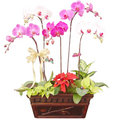 長木盒蝴蝶蘭5株-桌上型盆栽
