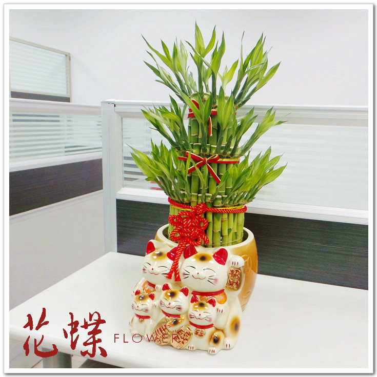 台北花蝶網路花店 送禮升官開店開運發財 開運竹盆栽招財貓大盆 Pchome商店街 台灣no 1 網路開店平台 台北花蝶網路花店 送禮升官開店開運發財 開運竹盆栽招財貓大盆 Pchome商店街 台灣no 1 網路開店平台