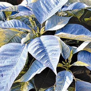 Blue poinsettia