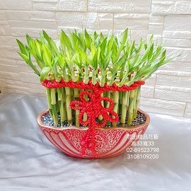 水耕幸運開運竹盆栽 Flower Garden 花田花藝精品名店 Pchome商店街 台灣no 1 網路開店平台 水耕幸運開運竹盆栽 Flower Garden 花田花藝精品名店 Pchome商店街 台灣no 1 網路開店平台