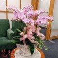 Taipei Florist Online~開幕誌慶喜慶/鴻圖大展/蝴蝶蘭花組合盆栽