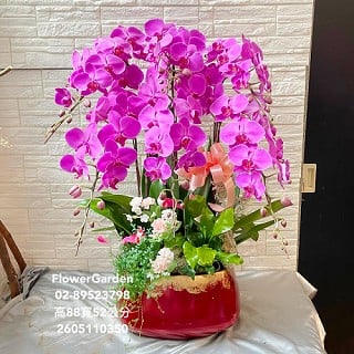 花店 台北 新北 板橋 蘭花盆栽 代客送花 桌上型蝴蝶蘭 校長交接 展覽活動 居家布置 榮陞 榮任 榮調 各種喜事致賀花禮 Pchome商店街 台灣no 1 網路開店平台