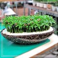 台北花店~日式羅漢松盆栽~放在辦公是最佳植物