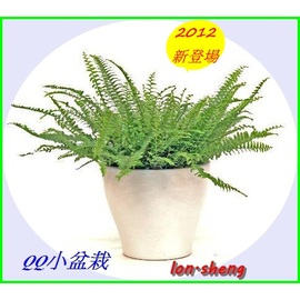 台北龍昇網路花店 Qq小盆栽 013波士頓腎蕨 室內空氣淨化植物中不可或缺的植物之一 買五送一 Pchome商店街 台灣no 1 網路開店平台 台北龍昇網路花店 Qq小盆栽 013波士頓腎蕨 室內空氣淨化植物中不可或缺的植物之一 買五送一 Pchome商店街 台灣no 1 網路開店平台
