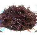 紫晶藻-生菜沙拉必備食材