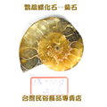 鸚鵡螺化石--菊石--013