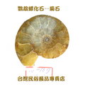 鸚鵡螺化石--菊石--015