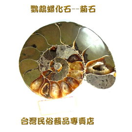 鸚鵡螺化石--菊石--011
