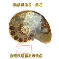 鸚鵡螺化石--菊石--028