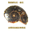 鸚鵡螺化石--菊石--044
