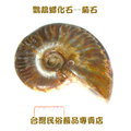 鸚鵡螺化石--菊石--067