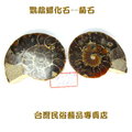 鸚鵡螺化石--菊石--076