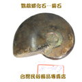 鸚鵡螺化石--菊石--081