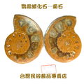 鸚鵡螺化石--菊石--090