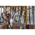 巨木大師 原木自然風-樹瘤 天然樹瘤 自然樹瘤頭 木器雕刻品 木雕大師 獨一無二自然風天雕