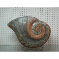 銅-鸚鵡螺