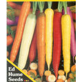 【美國進口蔬菜種子】彩虹胡蘿蔔~多色混和，收成時才知道有那些顏色，特別推薦！