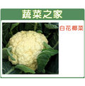 【蔬菜之家】B03.白花椰菜種子50顆 種子 園藝 園藝用品 園藝資材 園藝盆栽 園藝裝飾