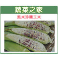 【蔬菜之家】G04.糯玉米(黑美珍)種子15顆 種子 園藝 園藝用品 園藝資材 園藝盆栽 園藝裝飾