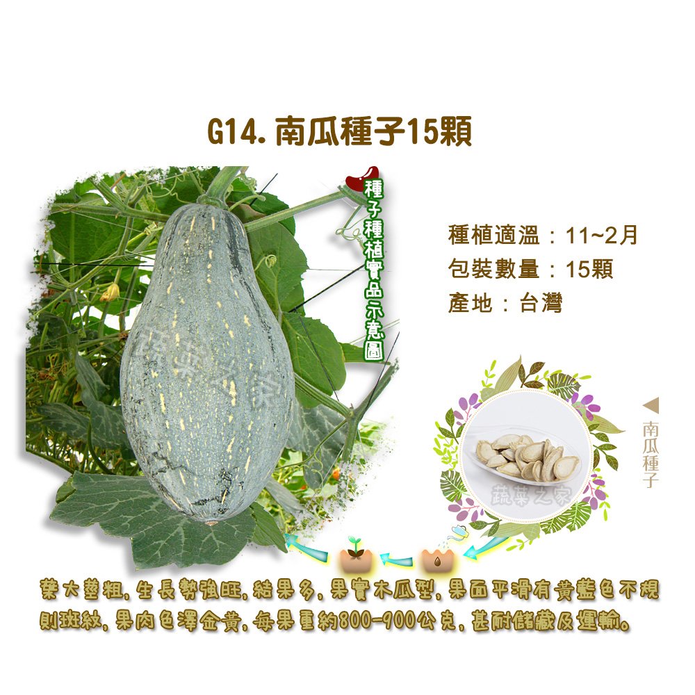 【蔬菜之家】G14.南瓜種子15顆 種子 園藝 園藝用品 園藝資材 園藝盆栽 園藝裝飾
