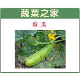 【蔬菜之家】G16.越瓜(青醃瓜)種子50顆 種子 園藝 園藝用品 園藝資材 園藝盆栽 園藝裝飾