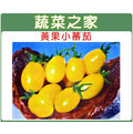 【蔬菜之家】G21.黃果小番茄種子7顆 種子 園藝 園藝用品 園藝資材 園藝盆栽 園藝裝飾