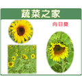 【蔬菜之家】H01.向日葵種子150顆 種子 園藝 園藝用品 園藝資材 園藝盆栽 園藝裝飾