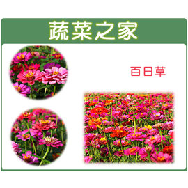 【蔬菜之家】H02.百日草種子200顆 種子 園藝 園藝用品 園藝資材 園藝盆栽 園藝裝飾