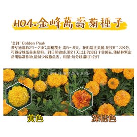 【蔬菜之家】H04.金峰萬壽菊種子200顆 種子 園藝 園藝用品 園藝資材 園藝盆栽 園藝裝飾