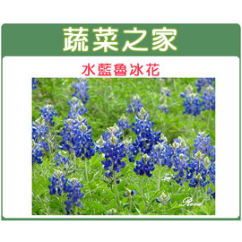 【蔬菜之家】H05.魯冰花(水藍色)種子30顆 種子 園藝 園藝用品 園藝資材 園藝盆栽 園藝裝飾
