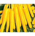【荷蘭進口蔬菜種子】黃金胡蘿蔔，超級漂亮的胡蘿蔔品種，特別推薦！