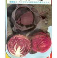 【日本進口蔬菜種子】中生紅甘藍（紅高麗菜），日本正在流行，特別推薦！