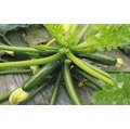 【優良蔬菜種子】綠皮夏南瓜，好吃又多產，特別推薦！！