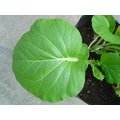 【日本進口蔬菜種子】特大葉白菜~~葉子好大好圓，專為愛吃葉子的您培育的新種白菜