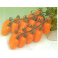 【優良蔬菜種子】橙蜜香小果番茄，糖度14度以上，這是目前已知最甜的品種！！