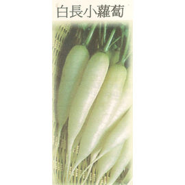 日本進口蔬菜種子 白長二十日大根 速成的可愛小蘿蔔品種 特別推薦 Pchome商店街 台灣no 1 網路開店平台 日本進口蔬菜種子 白長二十日大根 速成的可愛小蘿蔔品種 特別推薦 Pchome商店街 台灣no 1 網路開店平台