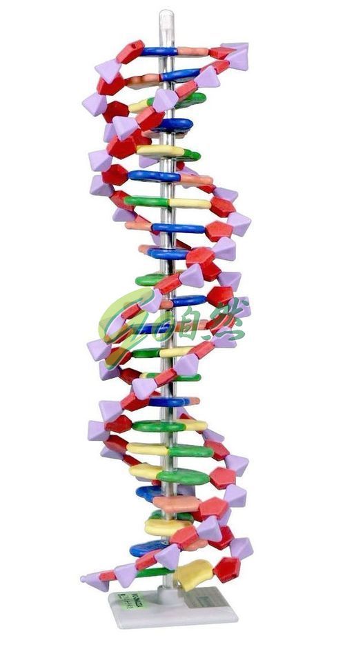 英國進口~Molymod 22 Layer DNA分子模型- PChome 商店街