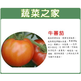 【蔬菜之家】G36.牛番茄種子 5顆 種子 園藝 園藝用品 園藝資材 園藝盆栽 園藝裝飾