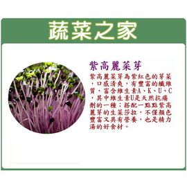 【蔬菜之家】J12.紫高麗菜芽種子(芽菜種子)1000顆 種子 園藝 園藝用品 園藝資材 園藝盆栽 園藝裝飾
