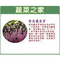【蔬菜之家】J12.紫高麗菜芽種子(芽菜種子)1000顆 種子 園藝 園藝用品 園藝資材 園藝盆栽 園藝裝飾
