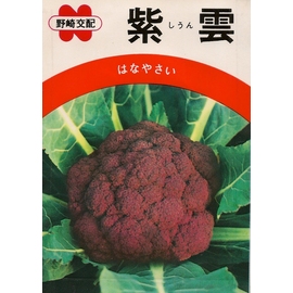 日本進口蔬菜種子 紫雲紫花椰菜 Pchome商店街 台灣no 1 網路開店平台 日本進口蔬菜種子 紫雲紫花椰菜 Pchome商店街 台灣no 1 網路開店平台