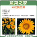 【蔬菜之家】H41.大花向日葵種子5顆 種子 園藝 園藝用品 園藝資材 園藝盆栽 園藝裝飾