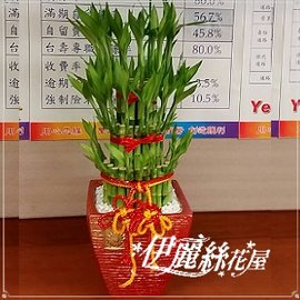 J63 開運竹 富貴竹 台北伊麗絲花屋開運竹 富貴竹 盆栽 開幕誌慶 新居落成 榮陞新職 世貿祝賀盆栽 Pchome商店街 台灣no 1 網路開店平台