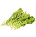 【荷蘭進口蔬菜種子】菱菠加茉菜，口感細脆營養佳，耐病耐蟲，最適合有機種植