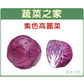 【蔬菜之家】B19紫色高麗菜種子50顆 種子 園藝 園藝用品 園藝資材 園藝盆栽 園藝裝飾