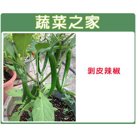 【蔬菜之家】G74剝皮辣椒種子100顆 種子 園藝 園藝用品 園藝資材 園藝盆栽 園藝裝飾