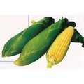 【美國進口蔬菜種子】黃金水果玉米，甜度可達16度！