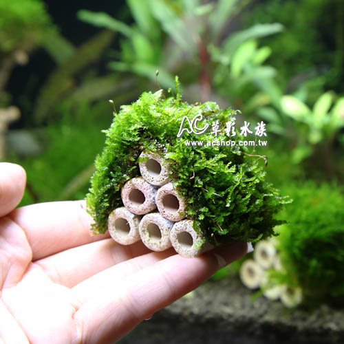Ac草影 陶瓷環默絲蝦屋 6孔 一座 Pchome商店街 台灣no 1 網路開店平台 Ac草影 陶瓷環默絲蝦屋 6孔 一座 Pchome商店街 台灣no 1 網路開店平台